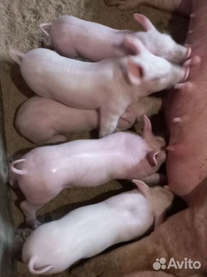 Поросята
