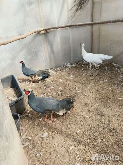 Крупный Фазан Синий ушастый самец 2 года