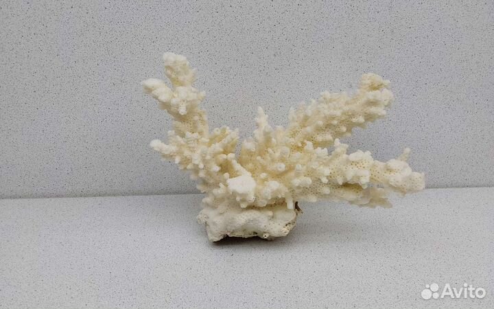 Коралл 11,1*15,7 морской сувенир подарок