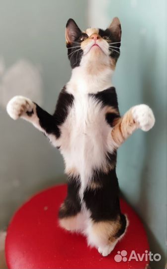 Кошка ищет дом