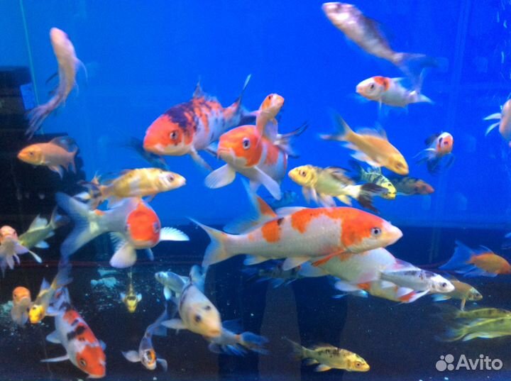 Крупные и мальки карпов кои