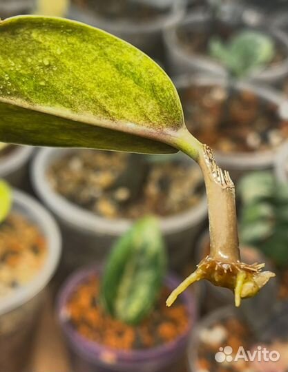 Замиокулькас вариегатный black yellow