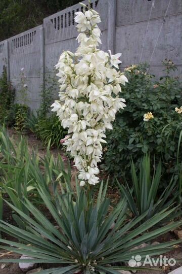 Юкка нитчатая Колор Гуард