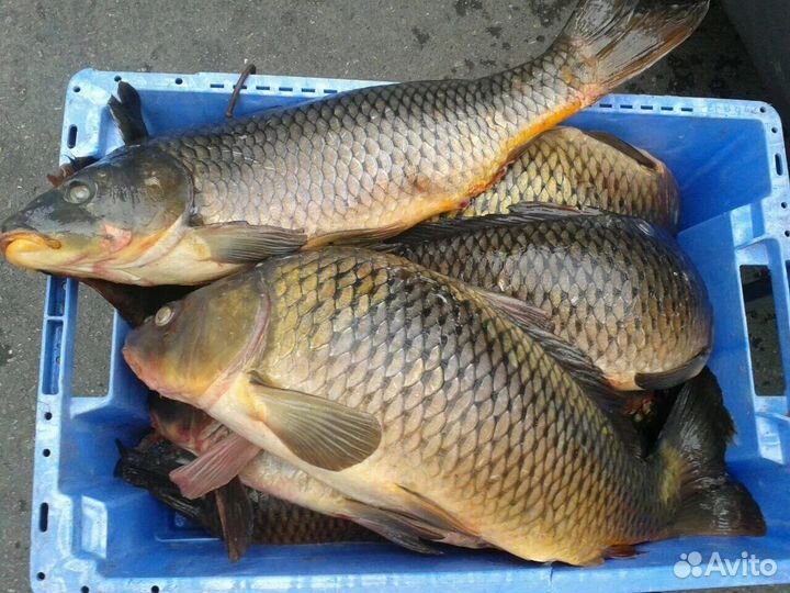 Рыба свежемороженая