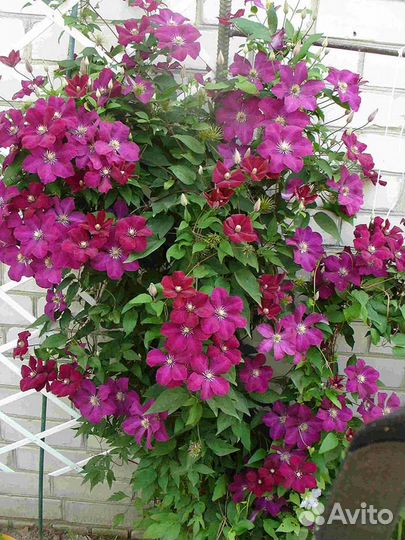 Клематис, Княжик, Фаллопия, Плющи и др