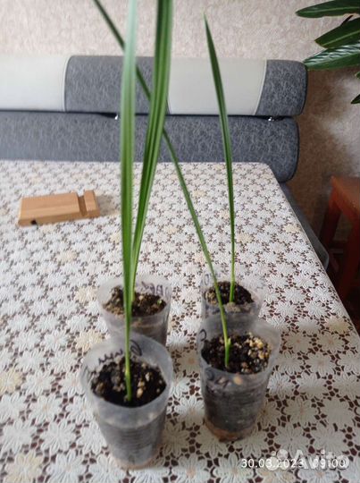 Комнатные цветы