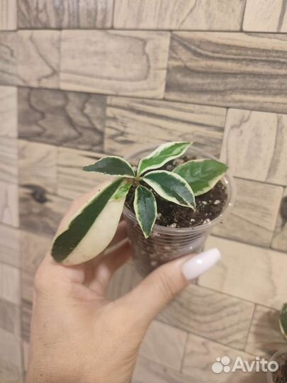 Хойя карноза альбомаргината