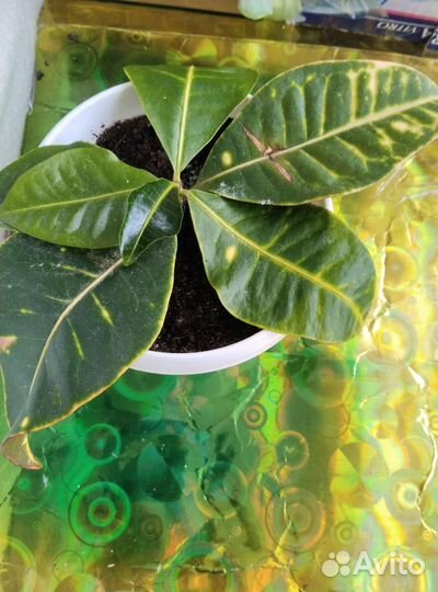 Цветы комнатные