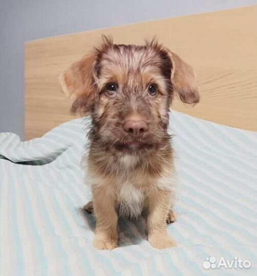 Щенки ксолоитцкуинтли