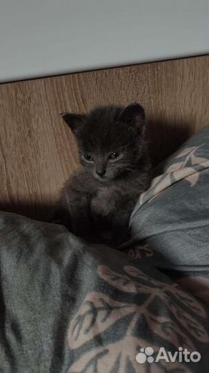 Котёнок 1,5 месяца