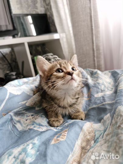 Котята в добрые руки 1.5 месяца