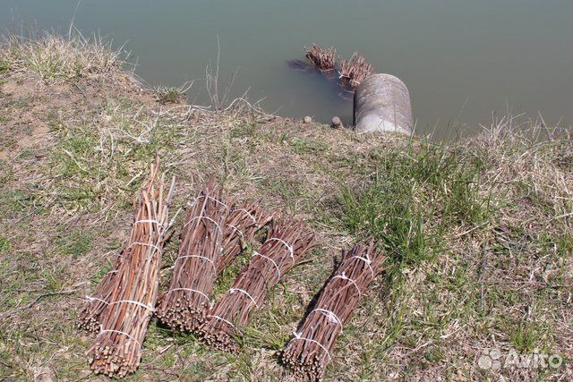 Черенки (чубуки), саженцы подвоя Кобер 5 бб