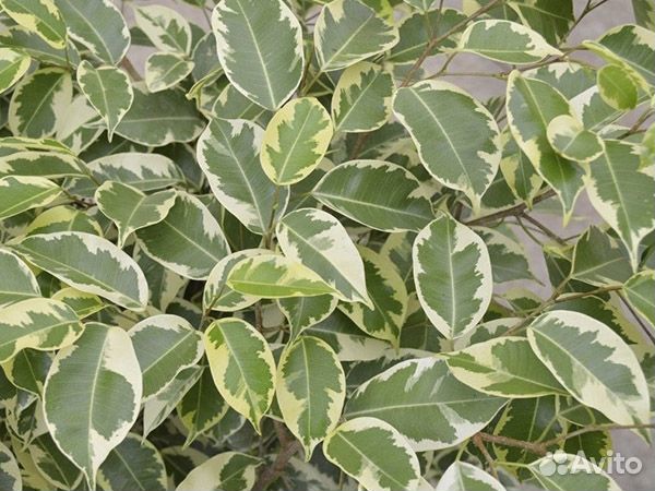 Фикусы. - 5 видов