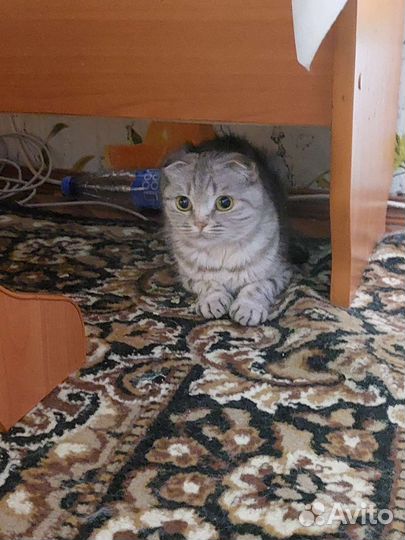 Кошки