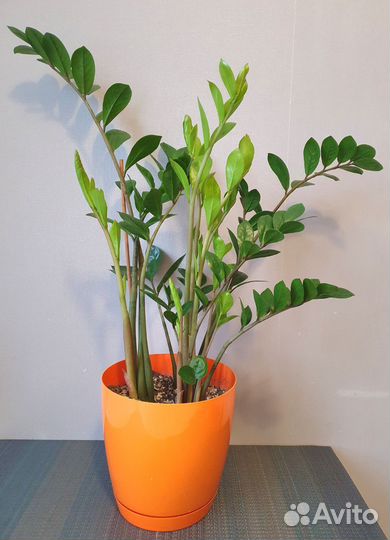 Замиокулькас