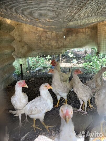 Бойцовский петух