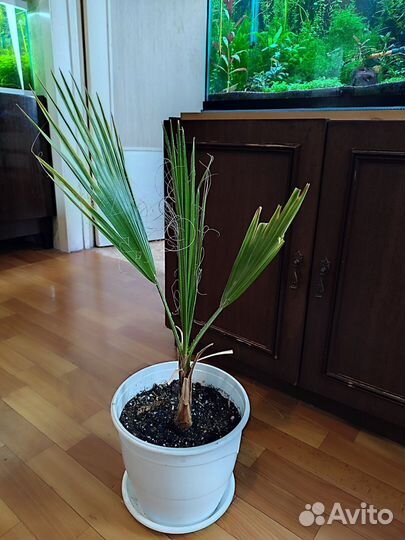 Пальмы, фикусы