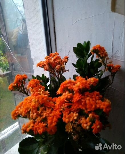 Счастье в Дом - с Этими Цветами