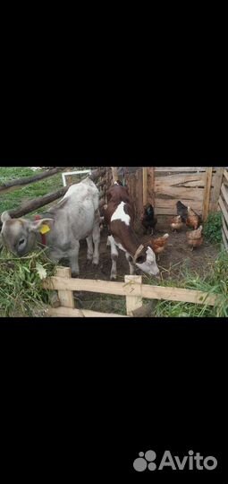 Бычок и тёлочка