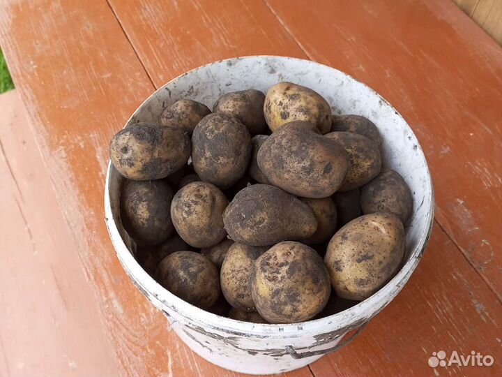 Продам картофель на еду Гала