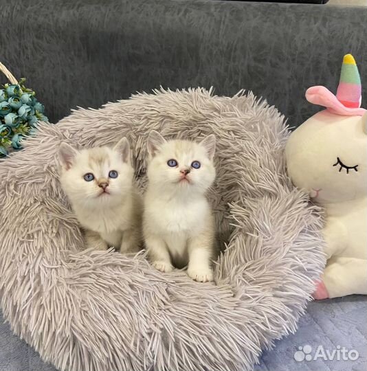 Британские котята