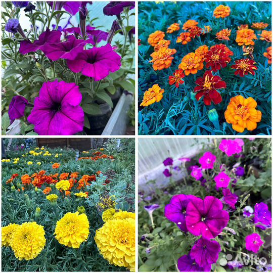 Рассада цветов(Петунии,Бархатцы,Лобелии)