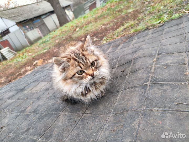 Кошка в дар