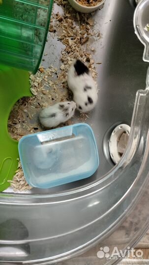 Джунгарский хомяк