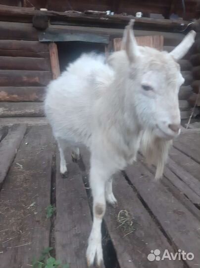 Козел зааненский