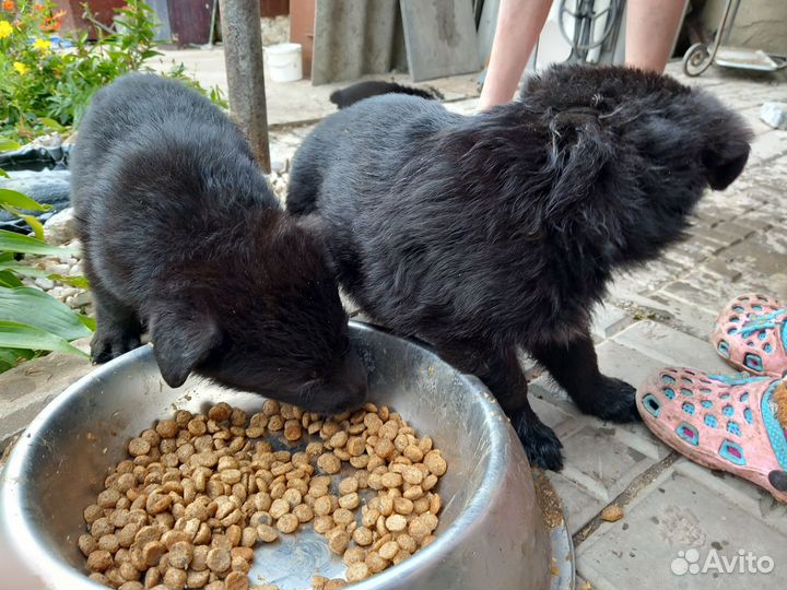 Щенки немецкой овчарки черные