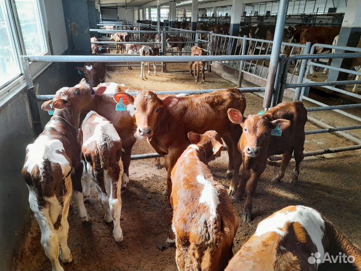 Бычки на откорм