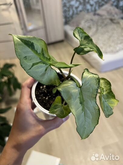 Сингониумы и другие растения