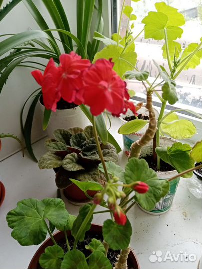 Пеларгония герань