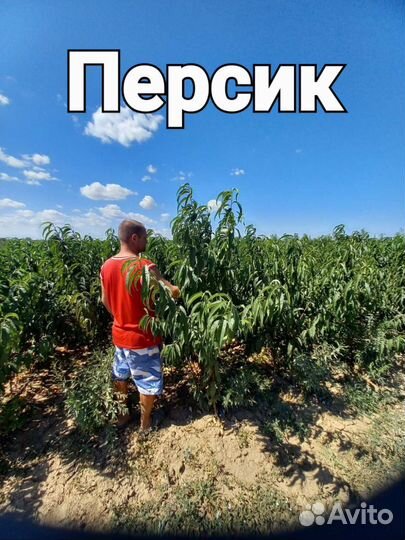 Персик 2ух летки