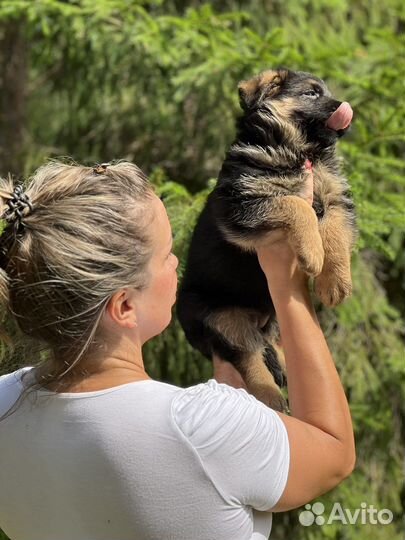 Немецкая овчарка