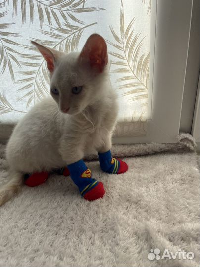 Котик