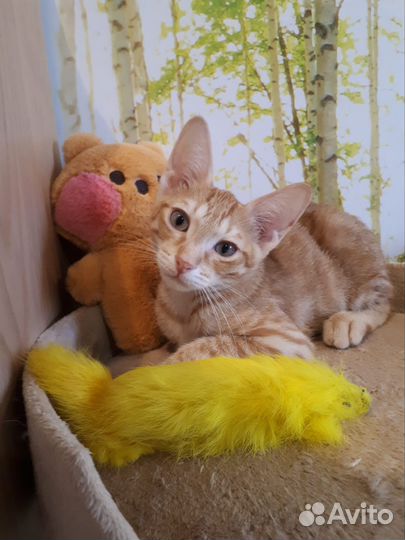 Кот в добрые руки