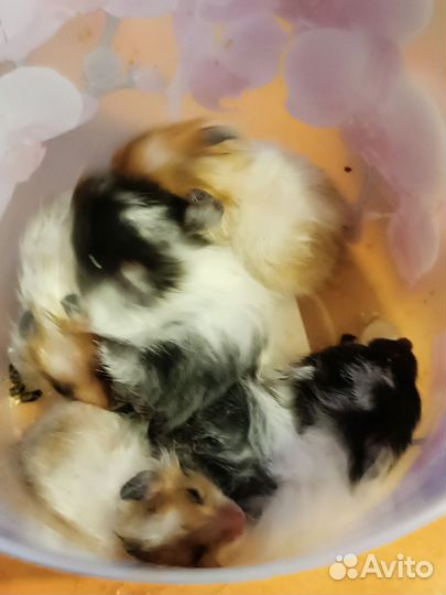 Сибирский хомяк