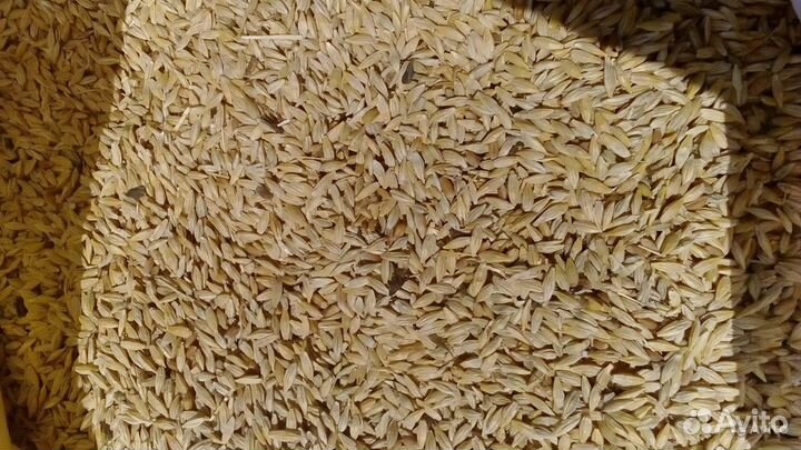 Ячмень и пшеница