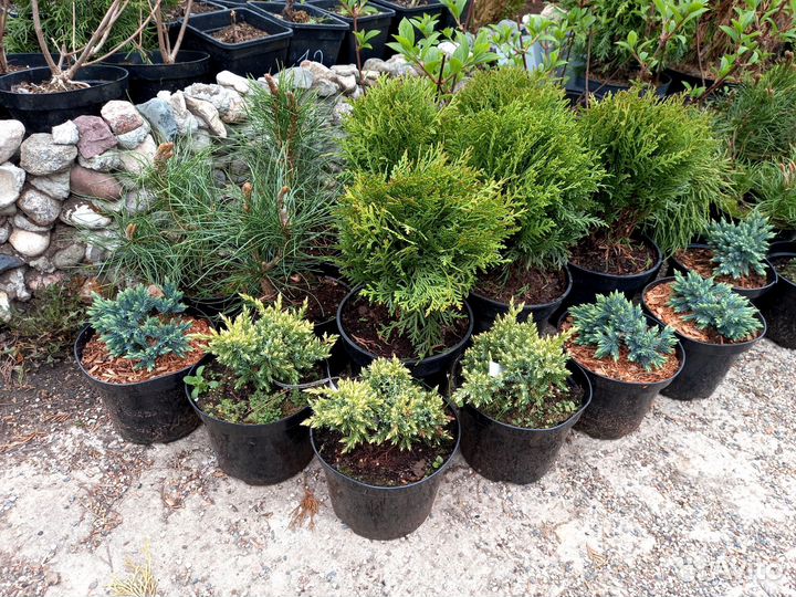 Горные сосны пумилио и мугус, можжевельники