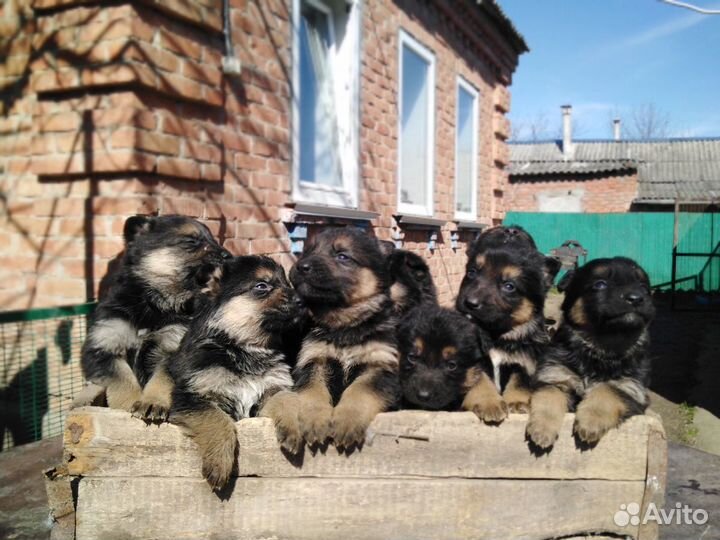 Щенки немецкой овчарки