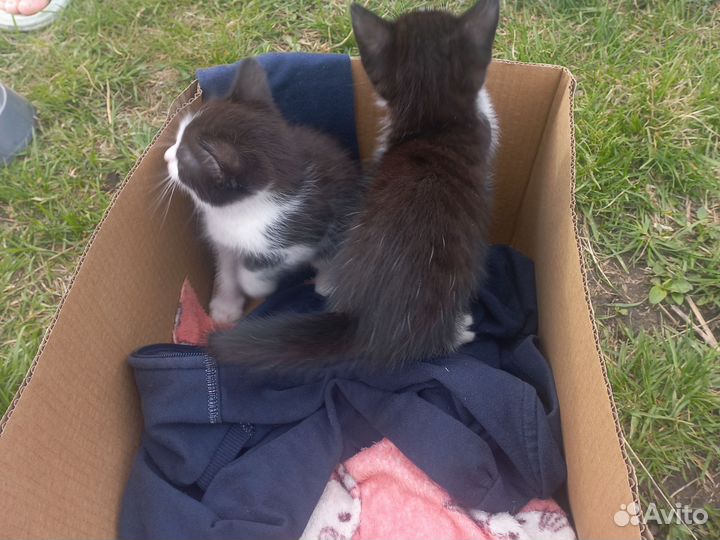 Отдам котенка в добрые руки