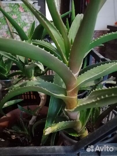 Алоэ лечебный