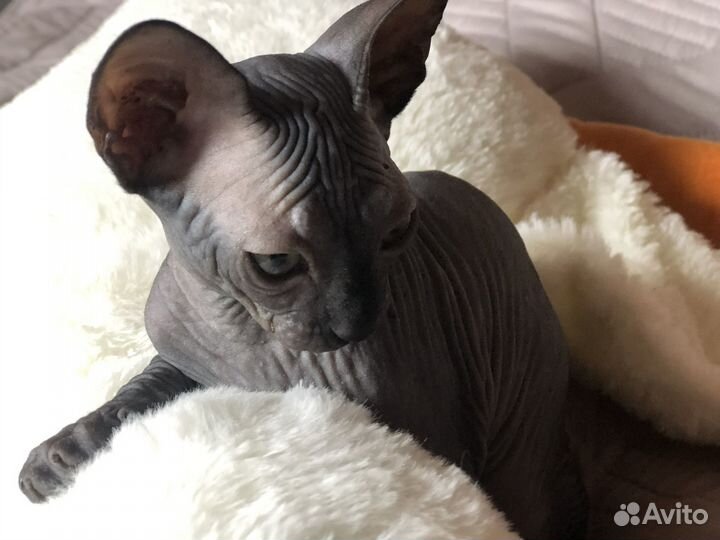 Котенок сфинкс