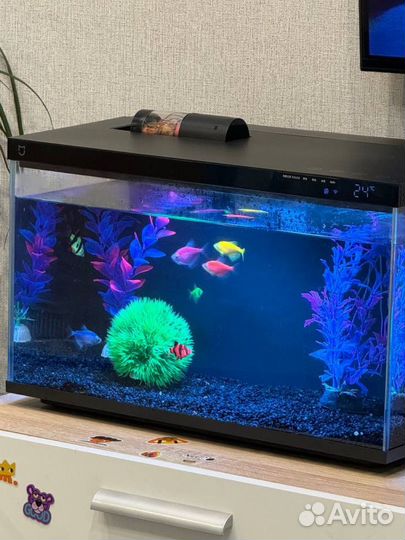 Аквариумные рыбки неоны и умный аквариум xiaomi