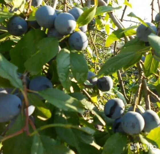 Саженцы сливы, малины, крыжовник от 100