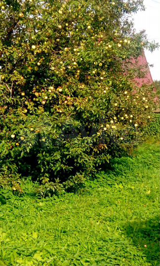 Дача 30 м² на участке 6 сот.