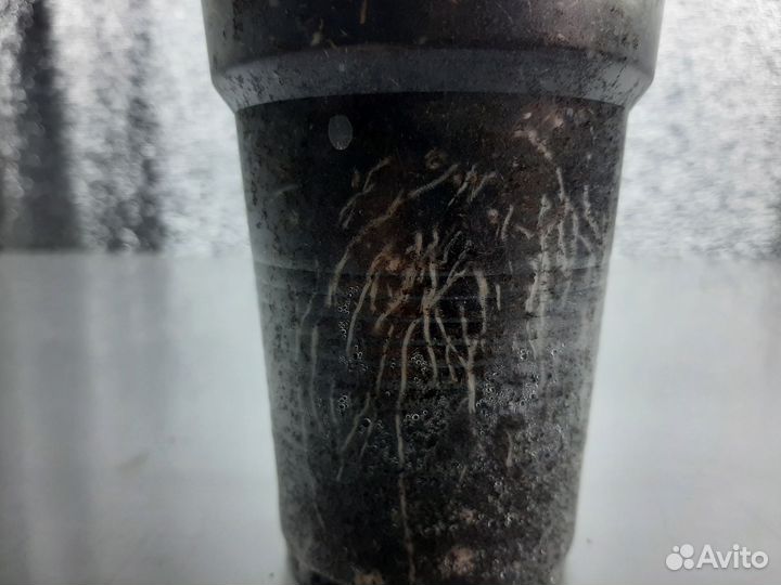 Пеларгония герань Сортовые