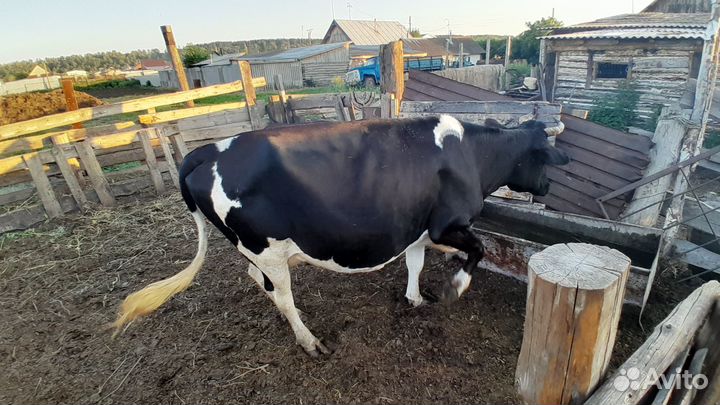 Продам 1 фото стельная корова,возраст 4 года