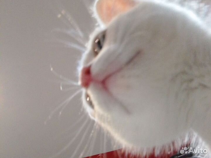 Отдам кота бесплатно